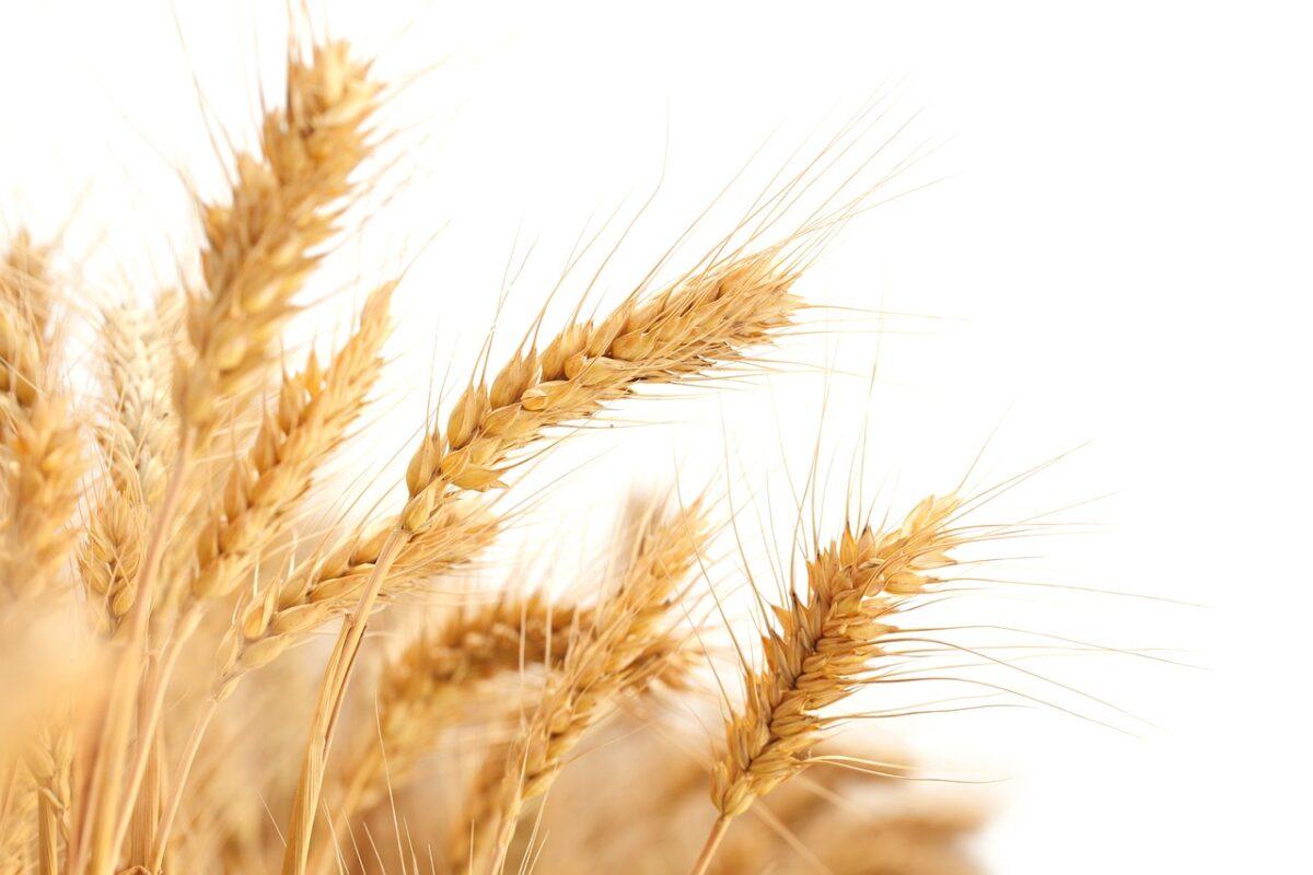 wheat 2679158 1280