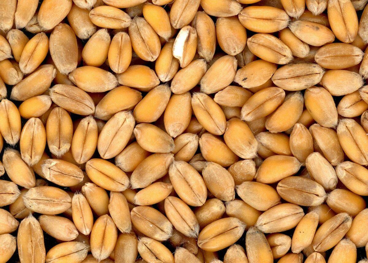 wheat 4509 1280