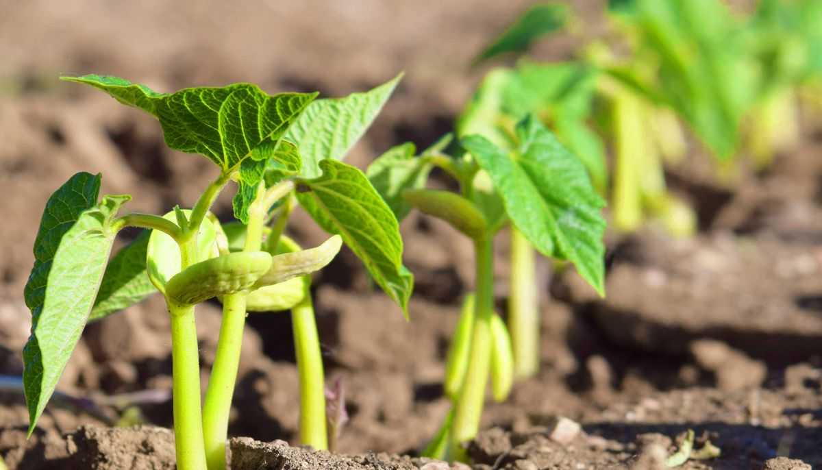 Beans Sprouts gh