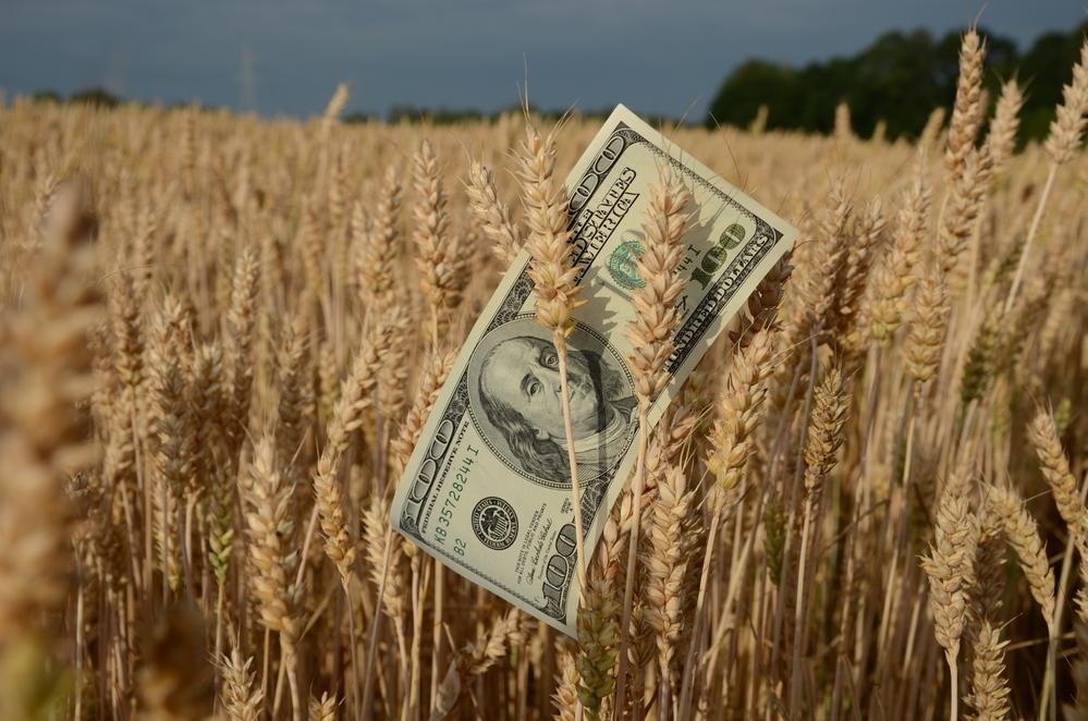 USA dollar banknote on wheat ears