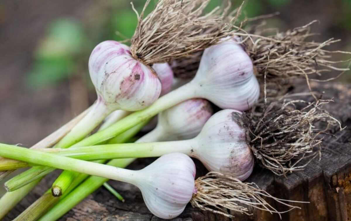 garlic harvest wooden stump village 159938 2180 1300x820