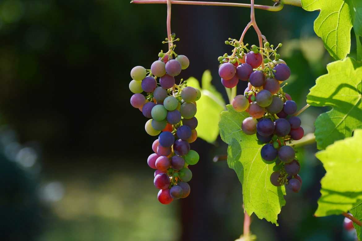 grapes 1659118 1280 1170x780