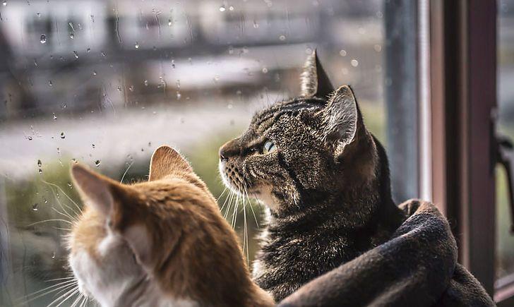 iphotographmycatsinfrontofthewindowwheneveritsraining58260f7666e49880 6a007527d3836354848795cb09b8f27d