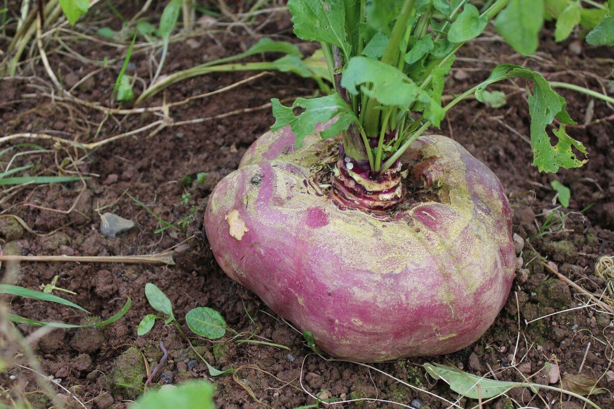 turnip 5061201 1280