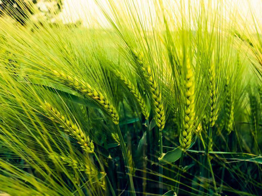 Barley,Field,In,Sunset,Time,barley,Grain,Is,Used,For,Flour,
