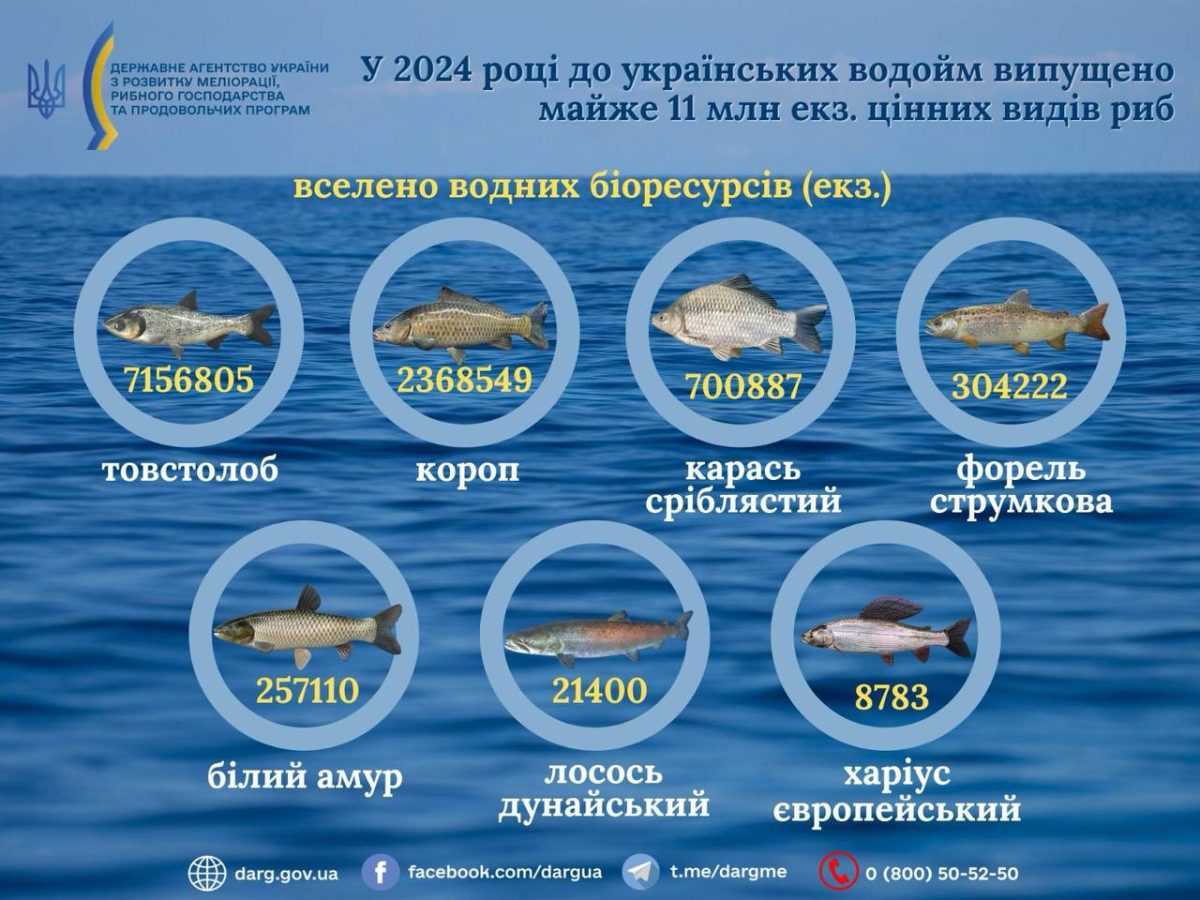 У 2024 році до українських водойм випущено майже 11 млн екземплярів цінних видів риб