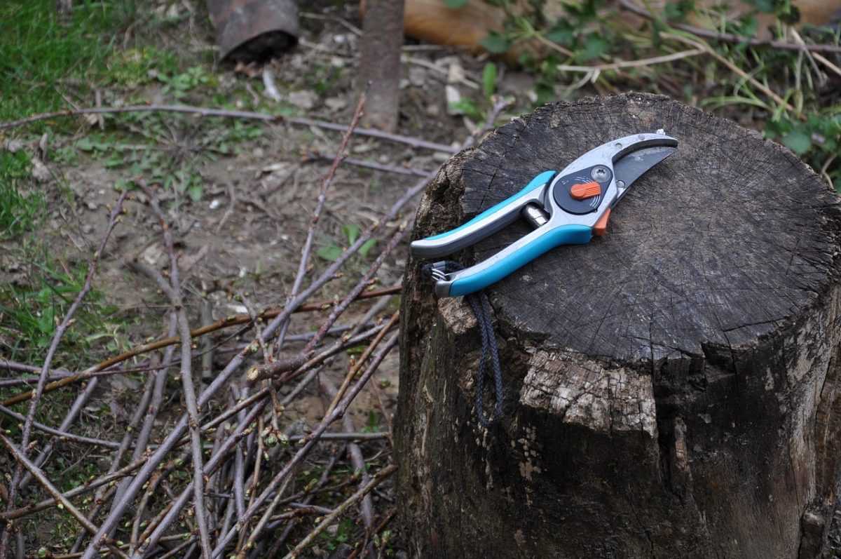 pruning, shearing scissors, gardening, vine, chump, gray gardening, pruning, pruning, pruning, pruning, pruning