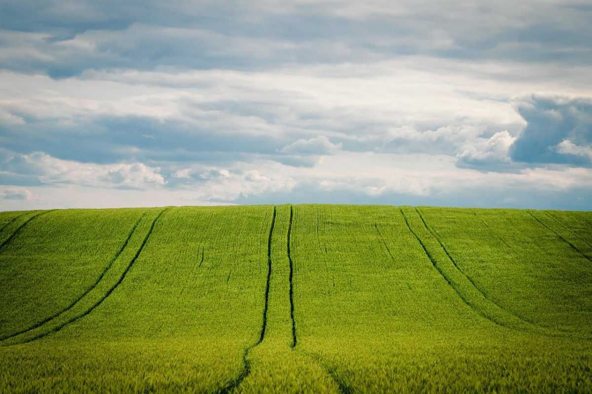 barley, barley field, grain field, grain, cornfield, agriculture, nature, summer, heaven, cultivation
