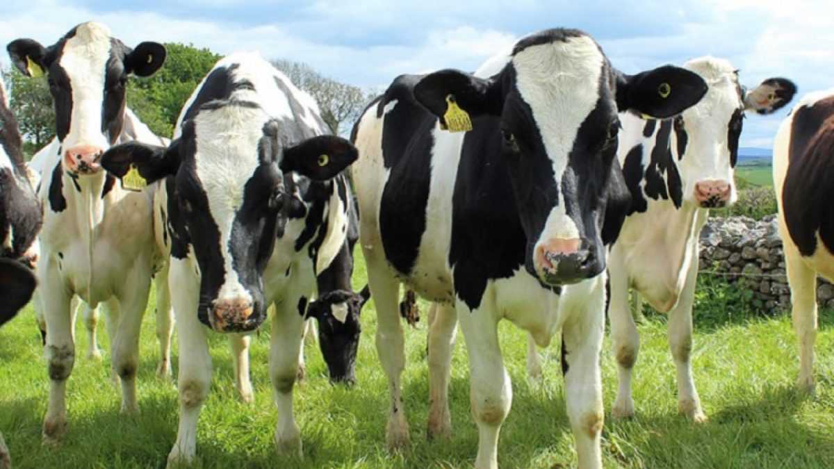 Поголів'я корів в Україні скоротилося на 8%: основні причини кризи в молочному скотарстві