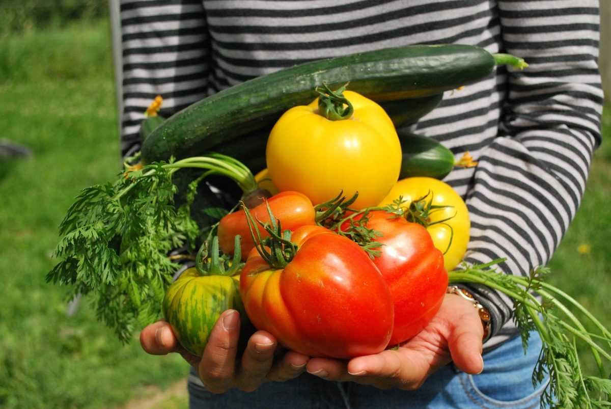 vegetables, gardener, vegetable garden, vegetable garden, vegetable garden, vegetable garden, vegetable garden, vegetable garden