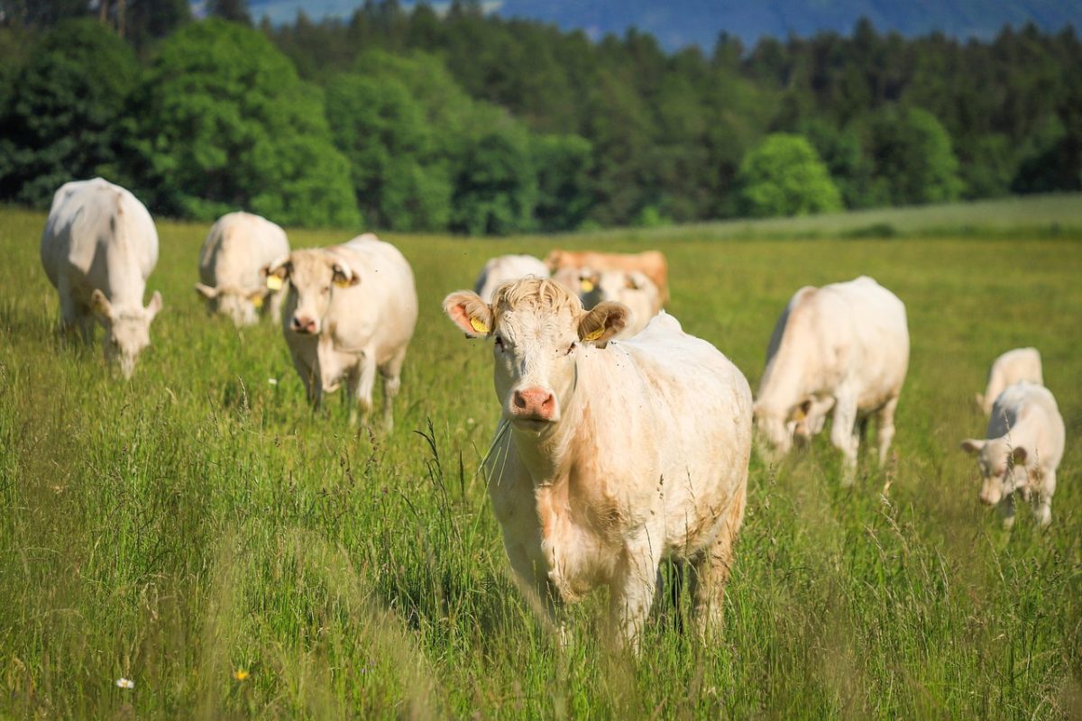 cows, cattle, animals, livestock, meadow, agriculture, nature, grazing, cows, cows, cows, cattle, cattle, cattle, cattle, cattle, livestock, livestock, livestock, livestock, grazing