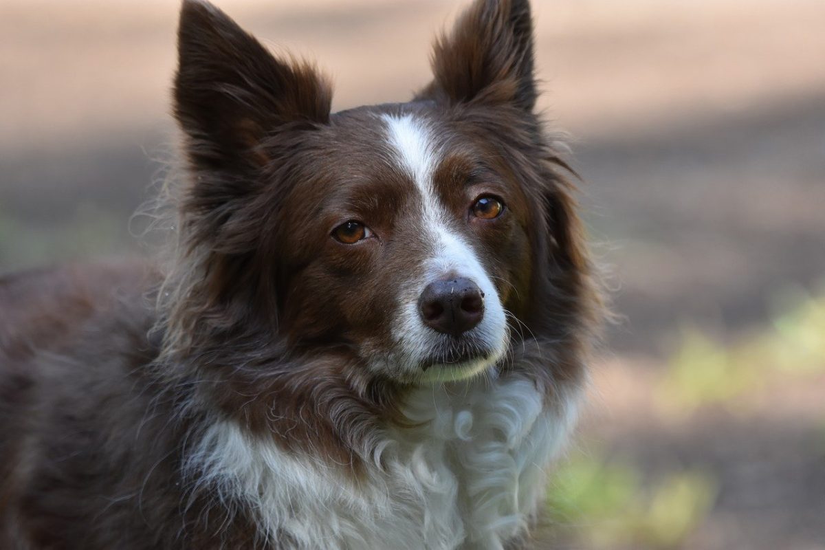 border collie, nature wallpaper, dog, 4k wallpaper 1920x1080, animal, wallpaper hd, free background, cool backgrounds, pet, mac wallpaper, nature, canine, full hd wallpaper, collie, mammal, outdoors, free wallpaper, nature background, desktop backgrounds, 4k wallpaper, laptop wallpaper, cute, beautiful wallpaper, hd wallpaper, portrait, domestic, windows wallpaper, wallpaper 4k, fur, beautiful nature, adorable, working dog, wallpaper
