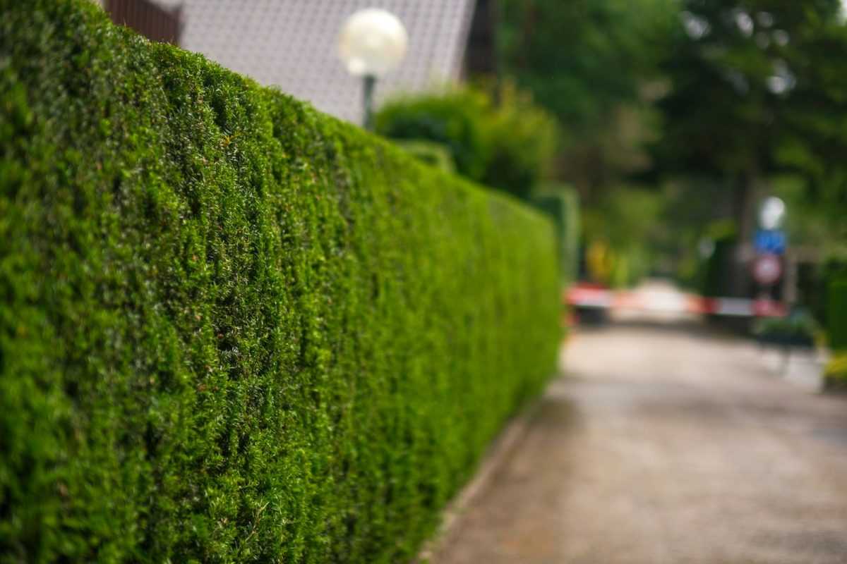 A street with a green hedge and a house in the background