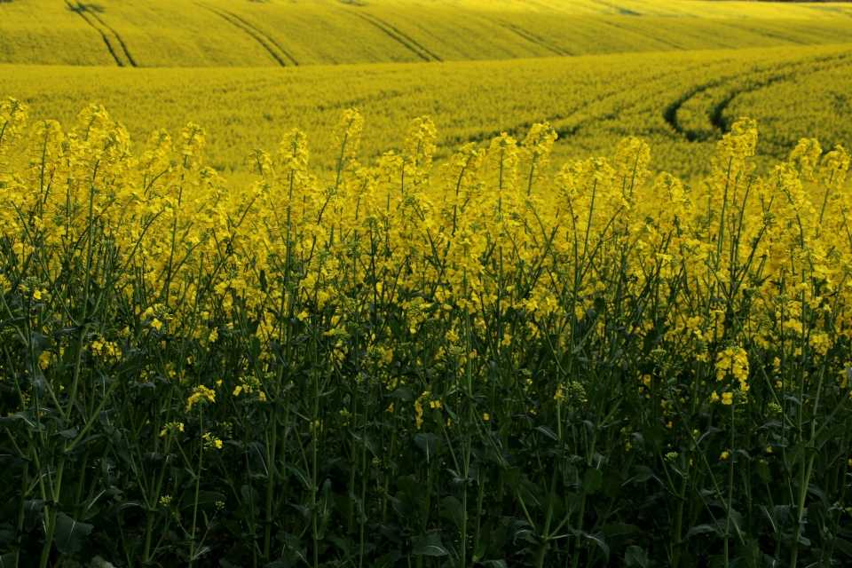 приморозки знищили до 90% урожаю ріпаку
