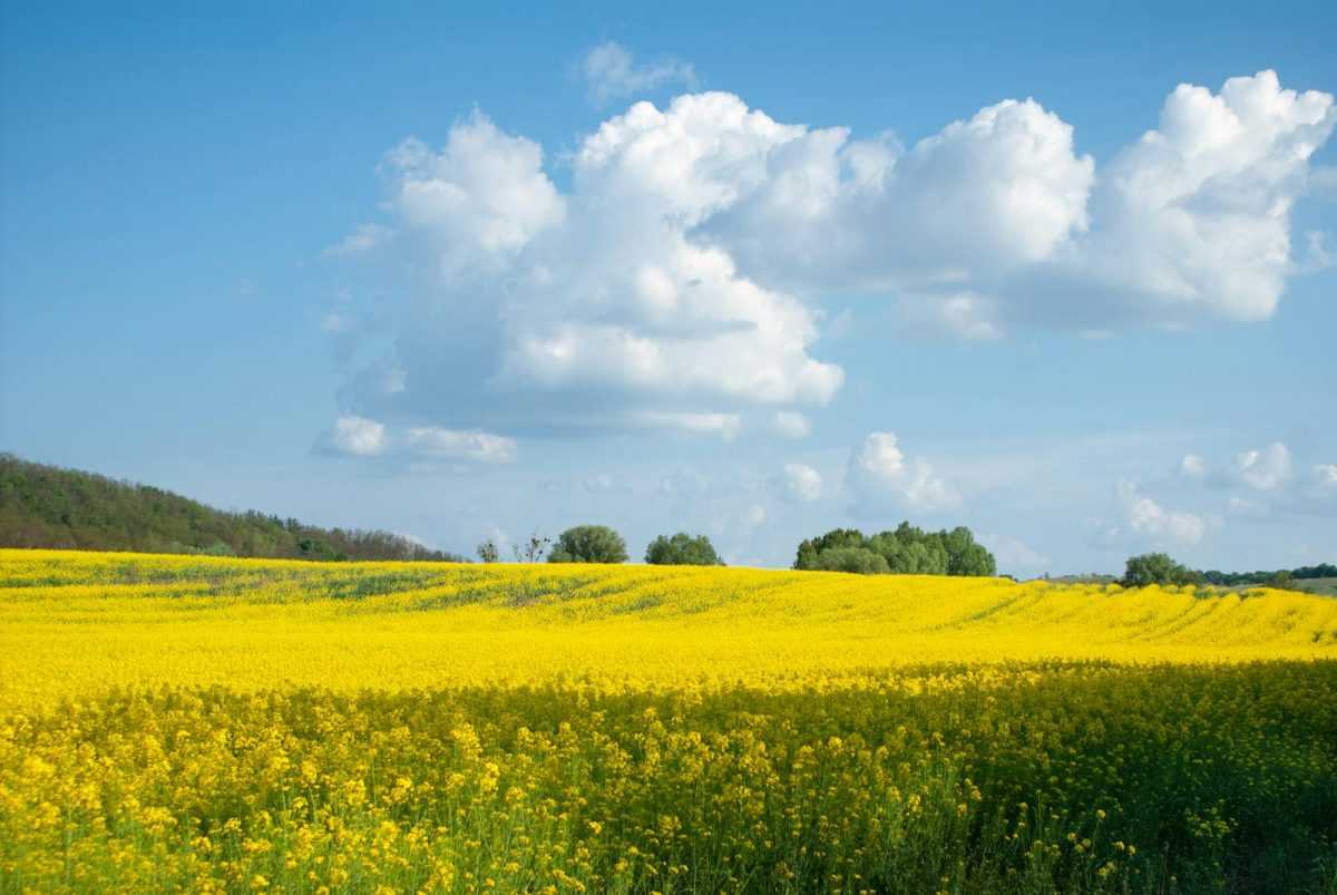 A beautiful canola field with bright yellow blossoms under a blue sky with clouds, reflecting a serene rural landscape.
