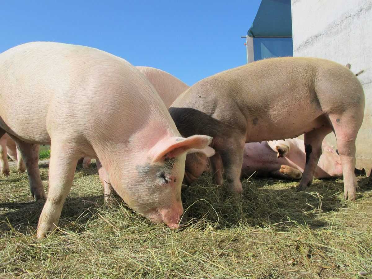 pigs, alp rona, furna, sow, happy pig, animals, nature, pigs, pigs, pigs, pigs, pigs