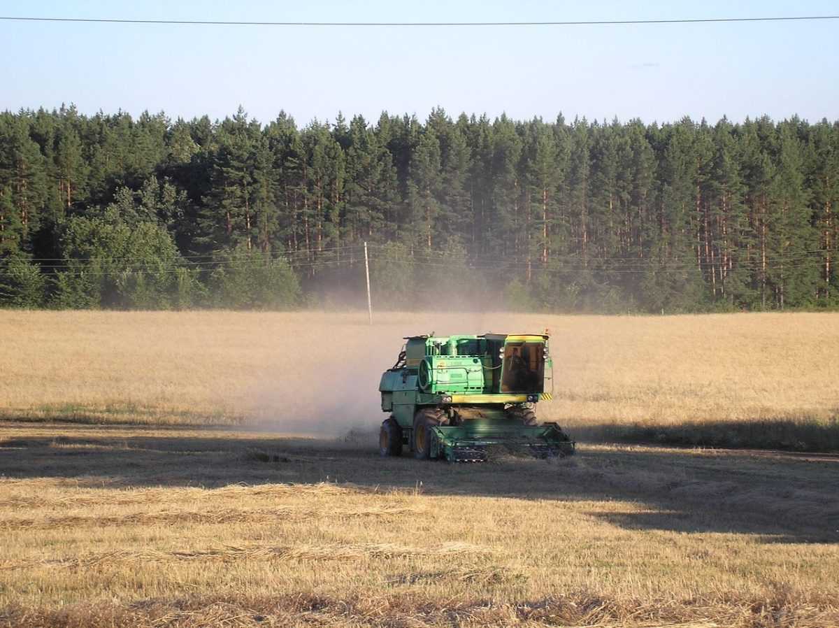 field, the harvest, corn, combine harvester, nature, reaper, harvest, agricultural machinery, agriculture, summer, russia, raw photo