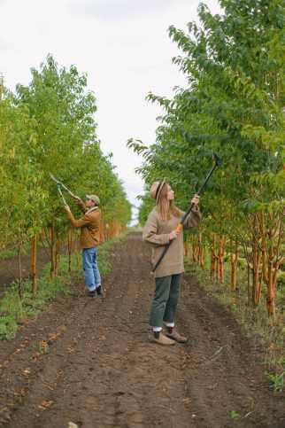 Two workers trimming trees in an outdoor orchard setting, using pruning tools.