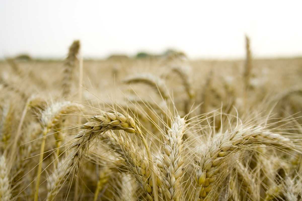 field, farm, grain, organic, paddy, natural, ripe, paddy, paddy, paddy, paddy, paddy