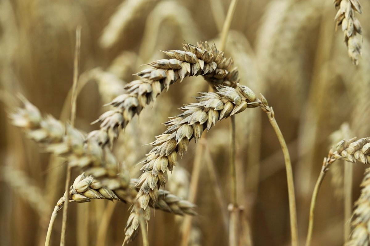 corn, field, grain, cornfield, agriculture, wheat, grain field, nature, harvest, wheat ear, rye, barley, wheat field, summer, spike, food, durum wheat