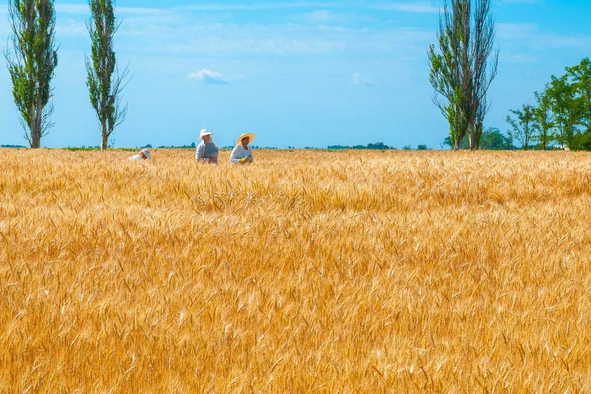 IFAD інвестує в українських фермерів