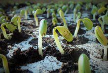 floors, soybean, soy, nature, germination, soybean seedlings, farming, glycine max, green, crops, food, landscape, plantation, end of summer, fields, foreground, leaf, summer, seedling, soybean, soybean, soybean, soy, soy, germination, germination, germination, germination, germination, seedling, seedling, seedling, seedling
