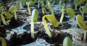 floors, soybean, soy, nature, germination, soybean seedlings, farming, glycine max, green, crops, food, landscape, plantation, end of summer, fields, foreground, leaf, summer, seedling, soybean, soybean, soybean, soy, soy, germination, germination, germination, germination, germination, seedling, seedling, seedling, seedling