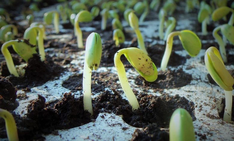floors, soybean, soy, nature, germination, soybean seedlings, farming, glycine max, green, crops, food, landscape, plantation, end of summer, fields, foreground, leaf, summer, seedling, soybean, soybean, soybean, soy, soy, germination, germination, germination, germination, germination, seedling, seedling, seedling, seedling