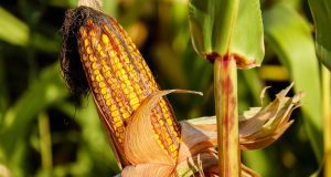 corn, food, field, vegetable, corncob, corn on the cob, crop, plant, plantation, cornfield, farm, nature, corn, corn, corn, corn, corn