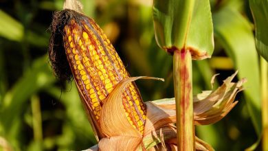 corn, food, field, vegetable, corncob, corn on the cob, crop, plant, plantation, cornfield, farm, nature, corn, corn, corn, corn, corn