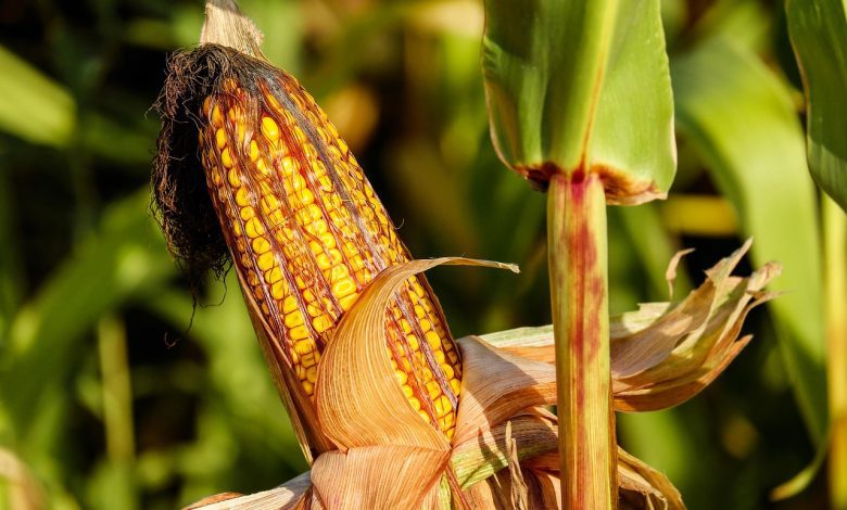 corn, food, field, vegetable, corncob, corn on the cob, crop, plant, plantation, cornfield, farm, nature, corn, corn, corn, corn, corn