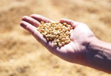 soybean, hand, agro, harvest, seeds, leguminous, soybean, soybean, soybean, soybean, soybean, agro