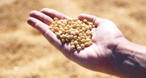 soybean, hand, agro, harvest, seeds, leguminous, soybean, soybean, soybean, soybean, soybean, agro