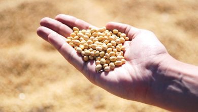 soybean, hand, agro, harvest, seeds, leguminous, soybean, soybean, soybean, soybean, soybean, agro