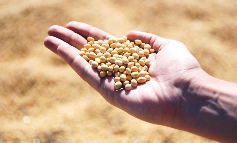 soybean, hand, agro, harvest, seeds, leguminous, soybean, soybean, soybean, soybean, soybean, agro