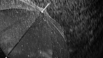 rain, umbrella, protection, water, wet, nature, drops, raindrop, weather, thunderstorm