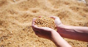 Виробництво сої в Україні впаде на 17%