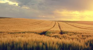 nature, landscape, field, grain field, spring, spring image, expanse, evening light, field, field, grain field, spring, spring, spring, spring, spring
