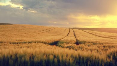 nature, landscape, field, grain field, spring, spring image, expanse, evening light, field, field, grain field, spring, spring, spring, spring, spring