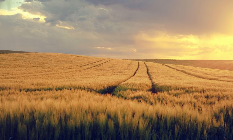 nature, landscape, field, grain field, spring, spring image, expanse, evening light, field, field, grain field, spring, spring, spring, spring, spring