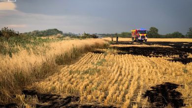 Стихійна пожежа на Миколаївщині знищила 70 га пшениці