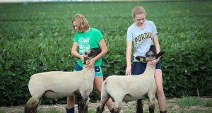 lambs, sheep, show, livestock, farm, farmer, crops, wool, rural, 4-h, agriculture, girls, fair, green farmer, 4-h, 4-h, 4-h, 4-h, 4-h