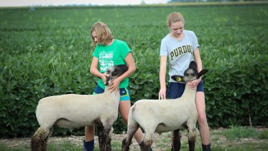 lambs, sheep, show, livestock, farm, farmer, crops, wool, rural, 4-h, agriculture, girls, fair, green farmer, 4-h, 4-h, 4-h, 4-h, 4-h