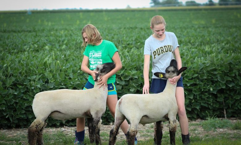 lambs, sheep, show, livestock, farm, farmer, crops, wool, rural, 4-h, agriculture, girls, fair, green farmer, 4-h, 4-h, 4-h, 4-h, 4-h