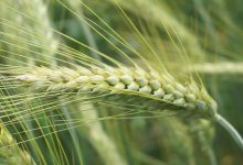 wheat, cereal, ear, seeds, field, village, rural, growth, nature, agriculture, farm, food