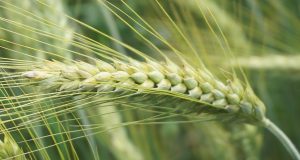 wheat, cereal, ear, seeds, field, village, rural, growth, nature, agriculture, farm, food