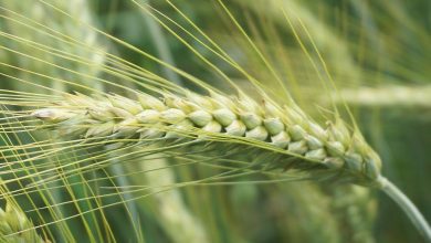 wheat, cereal, ear, seeds, field, village, rural, growth, nature, agriculture, farm, food