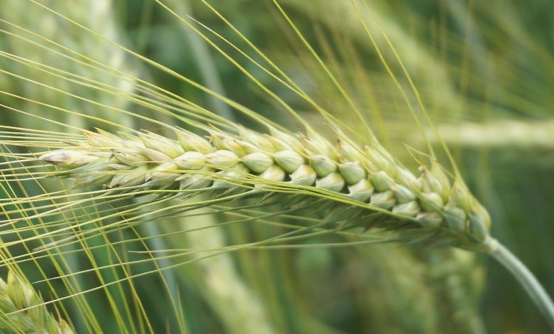 wheat, cereal, ear, seeds, field, village, rural, growth, nature, agriculture, farm, food