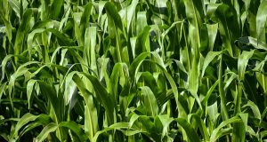 corn, cornfield, nature, agriculture, field, landscape, corn plants, plant, rural