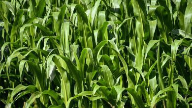 corn, cornfield, nature, agriculture, field, landscape, corn plants, plant, rural